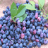 Prunes